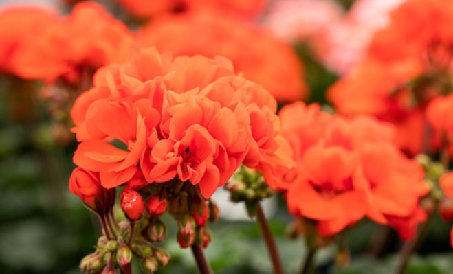 Pelargonium zonale Moonlight Guido - коралово оранжево (5093)